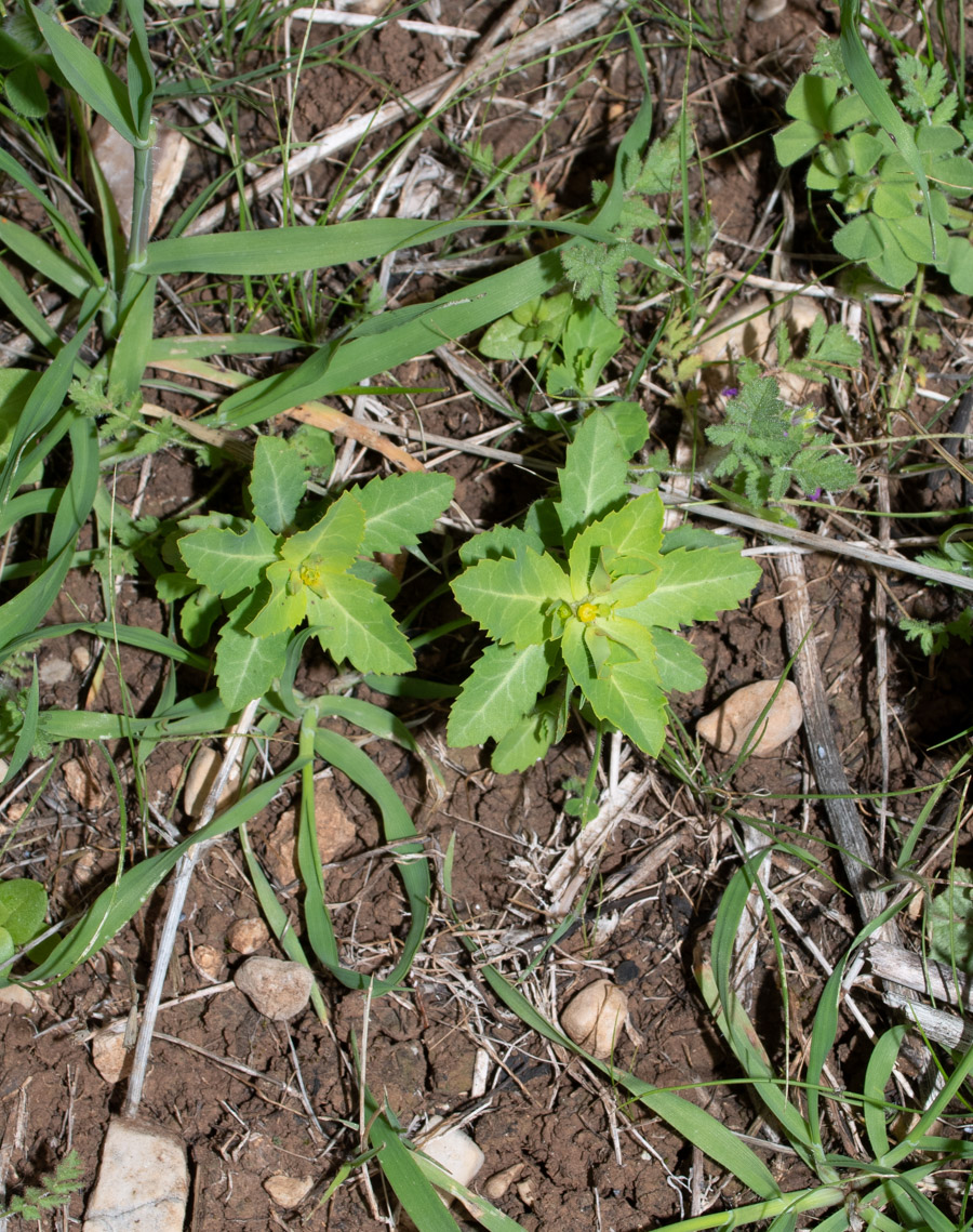 Изображение особи Euphorbia oxyodonta.