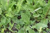 Plantago urvillei. Нижние части цветущих растений. Республика Ингушетия, Джейрахский р-н, окр. ур. Кашети, высота ок. 1800 м н.у.м., большой луг в нижней части отрога. 18 июня 2022 г.