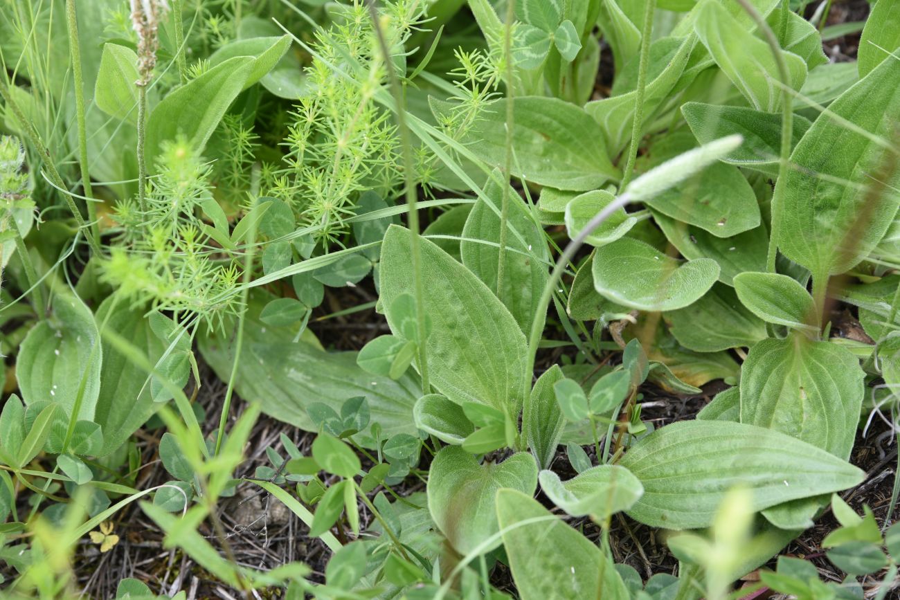 Image of Plantago urvillei specimen.