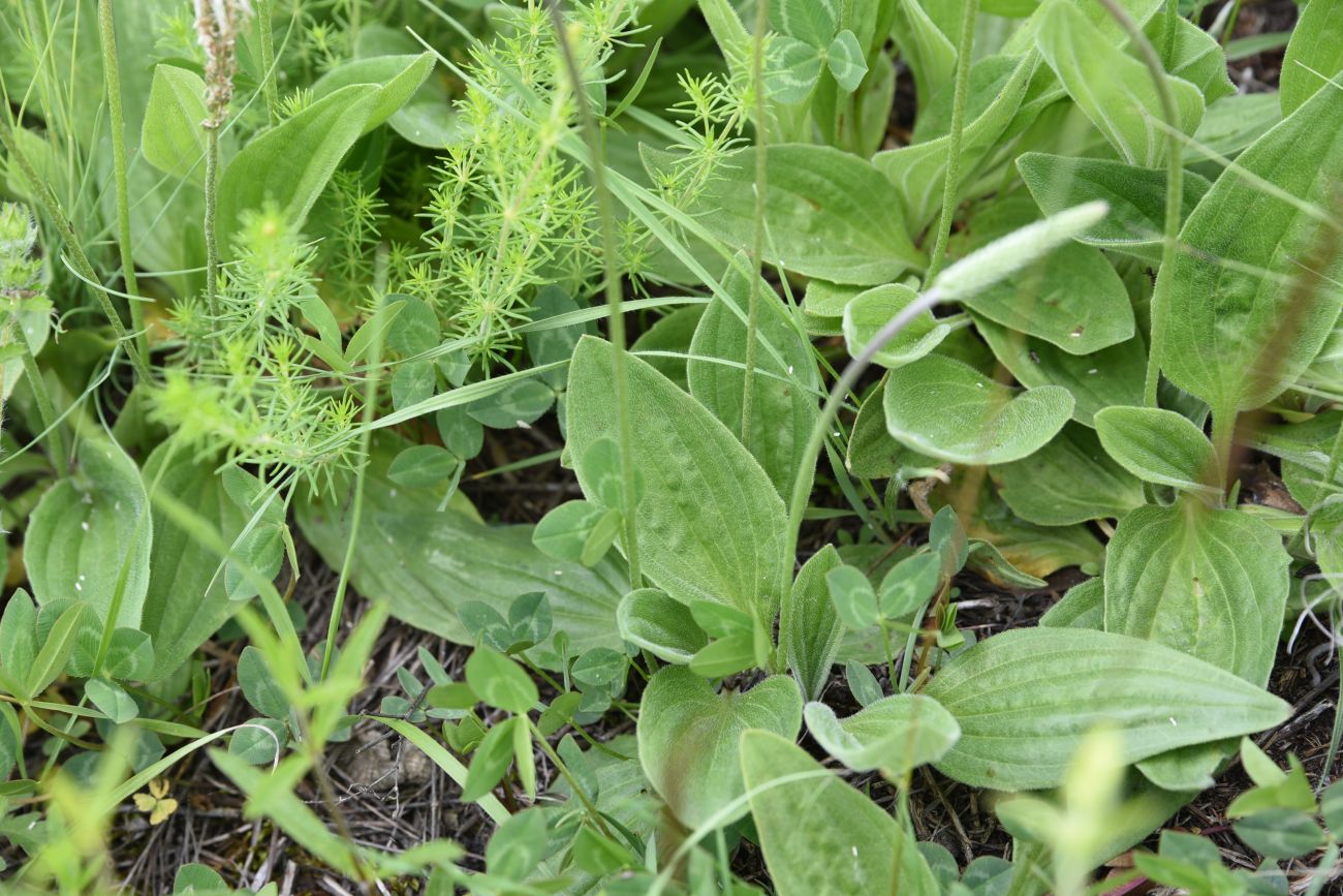 Изображение особи Plantago urvillei.