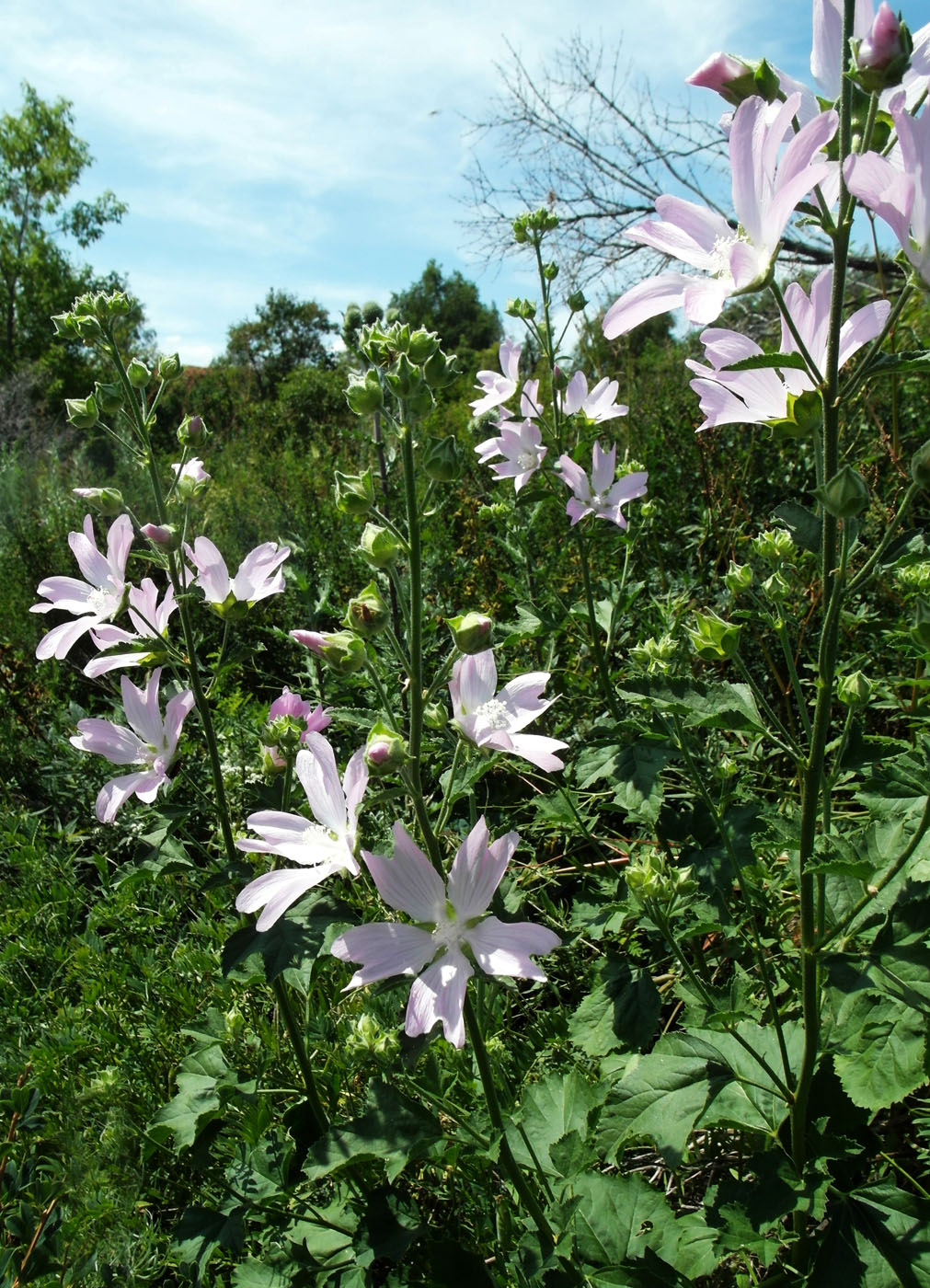 Image of Malva thuringiaca specimen.