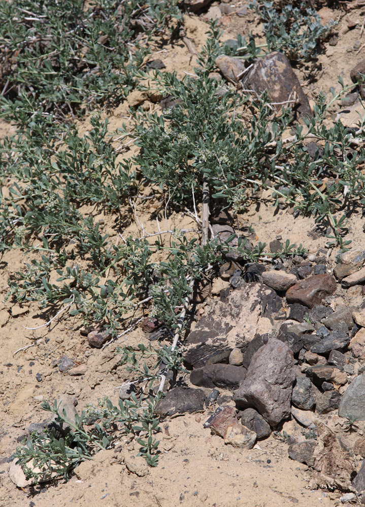 Image of Nitraria sibirica specimen.