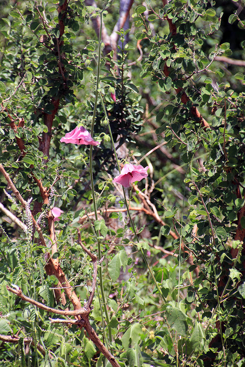Изображение особи семейство Malvaceae.