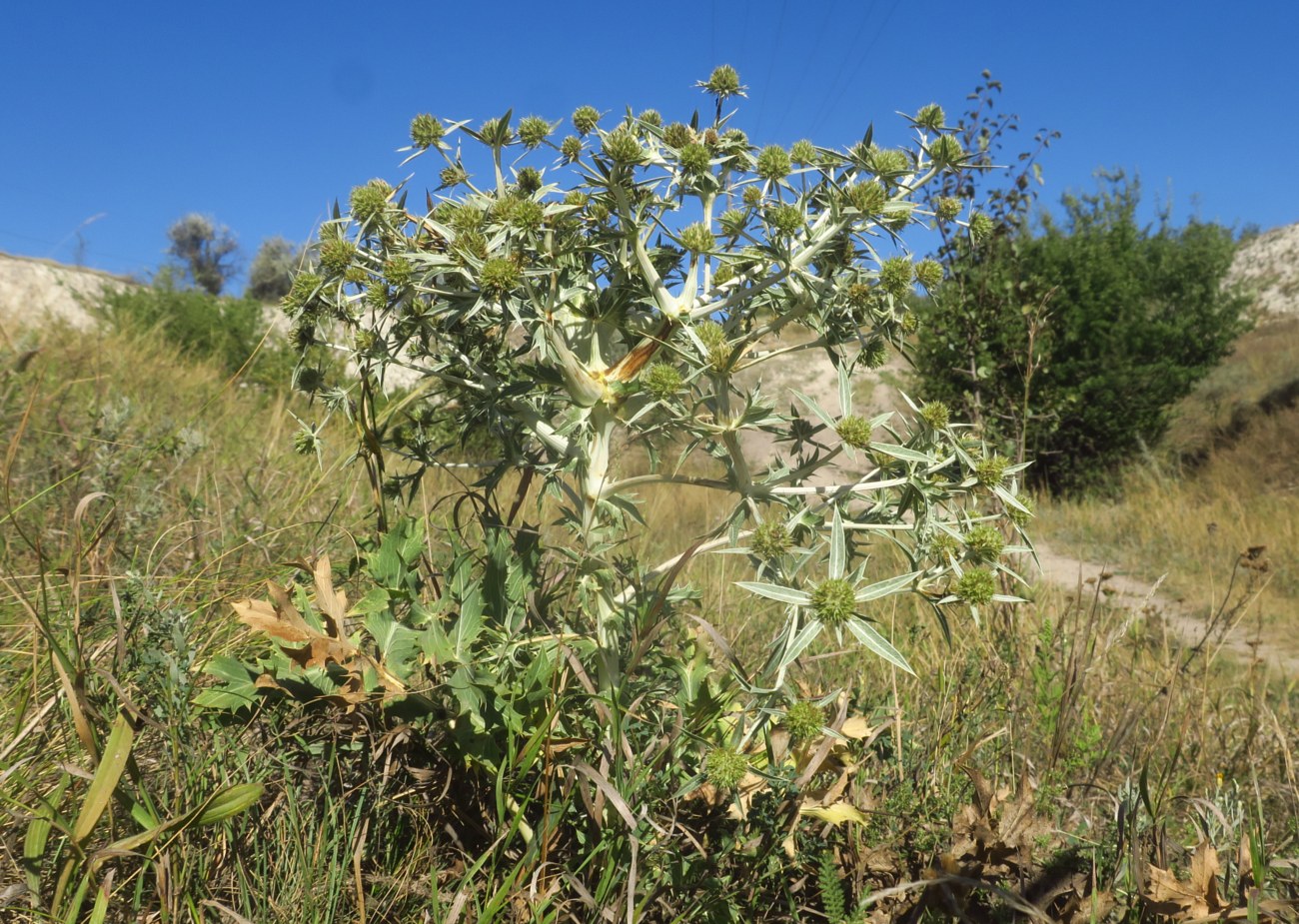 Image of Eryngium campestre specimen.