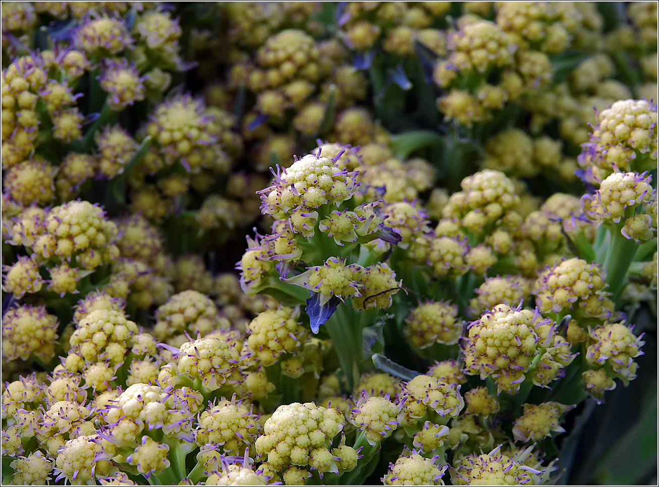 Image of Brassica oleracea var. botrytis specimen.