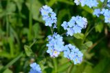 Myosotis alpestris. Соцветия. Адыгея, Кавказский биосферный заповедник, плато Лаго-Наки, 2030 м н.у.м., субальпийский луг. 04.07.2020.