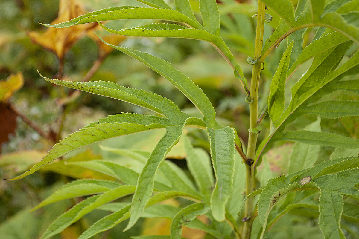 Изображение особи Senecio cannabifolius.