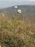 Scabiosa bipinnata. Цветущее растение. Краснодарский край, м/о г. Новороссийск, Маркотхский хр., пер. Неберджаевский, ≈ 500 м н.у.м., остепнённый луг. 30.09.2022.