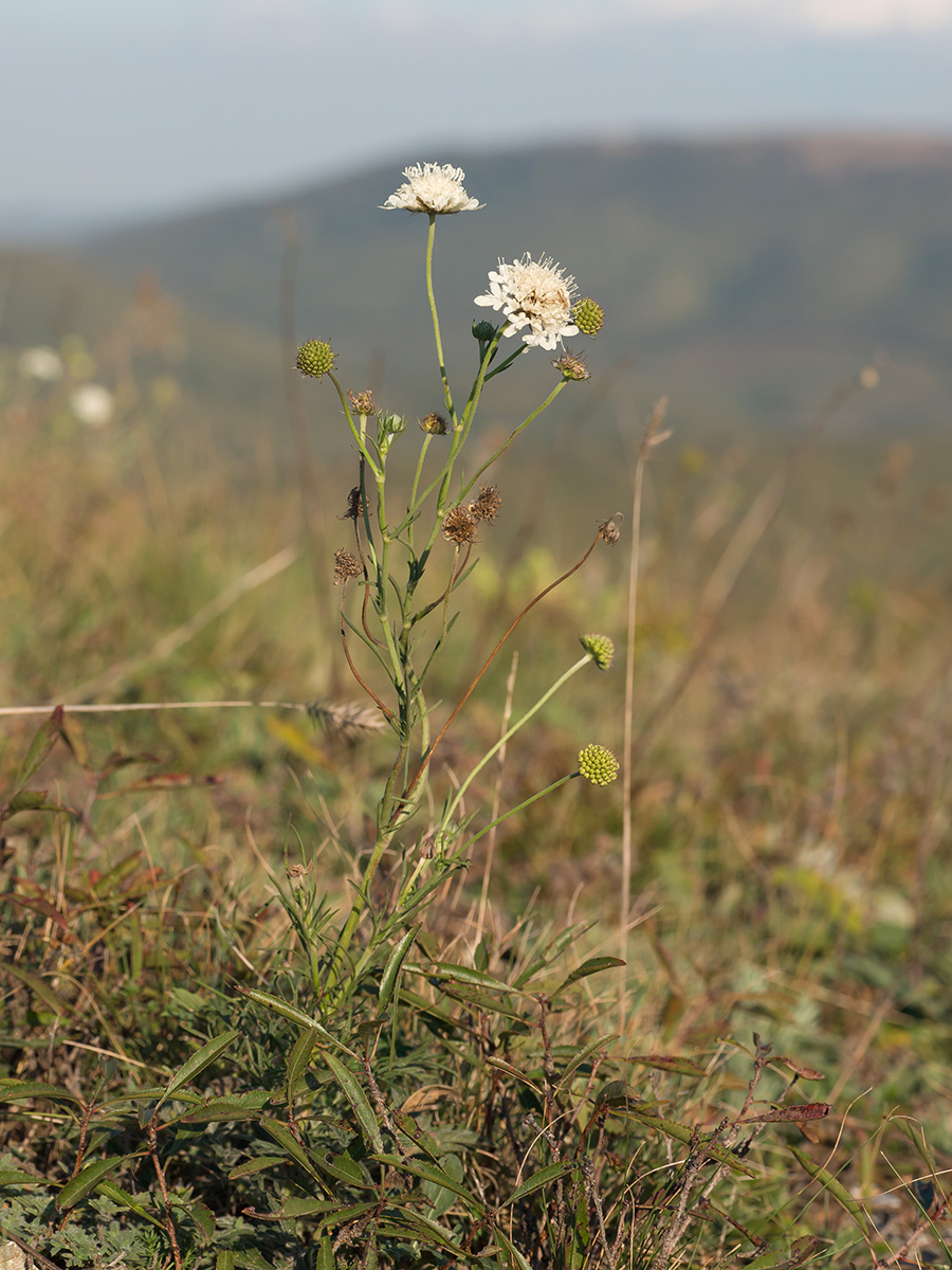 Изображение особи Scabiosa bipinnata.