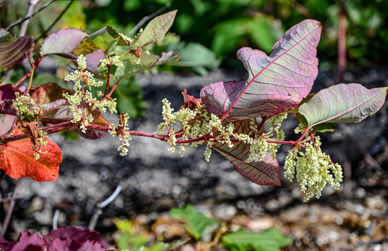 Изображение особи Reynoutria sachalinensis.