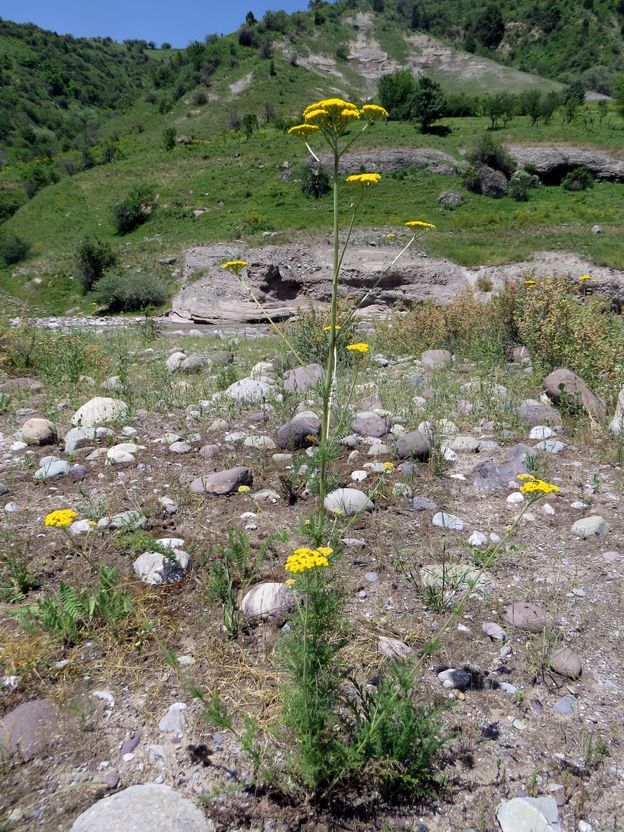 Image of Handelia trichophylla specimen.