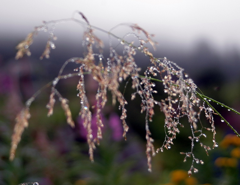 Изображение особи род Agrostis.