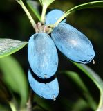 Acokanthera oblongifolia. Плоды. Крым, городской округ Ялта, пгт Гурзуф, санаторий \"Гурзуфский\", парк. Июль 2022 г.