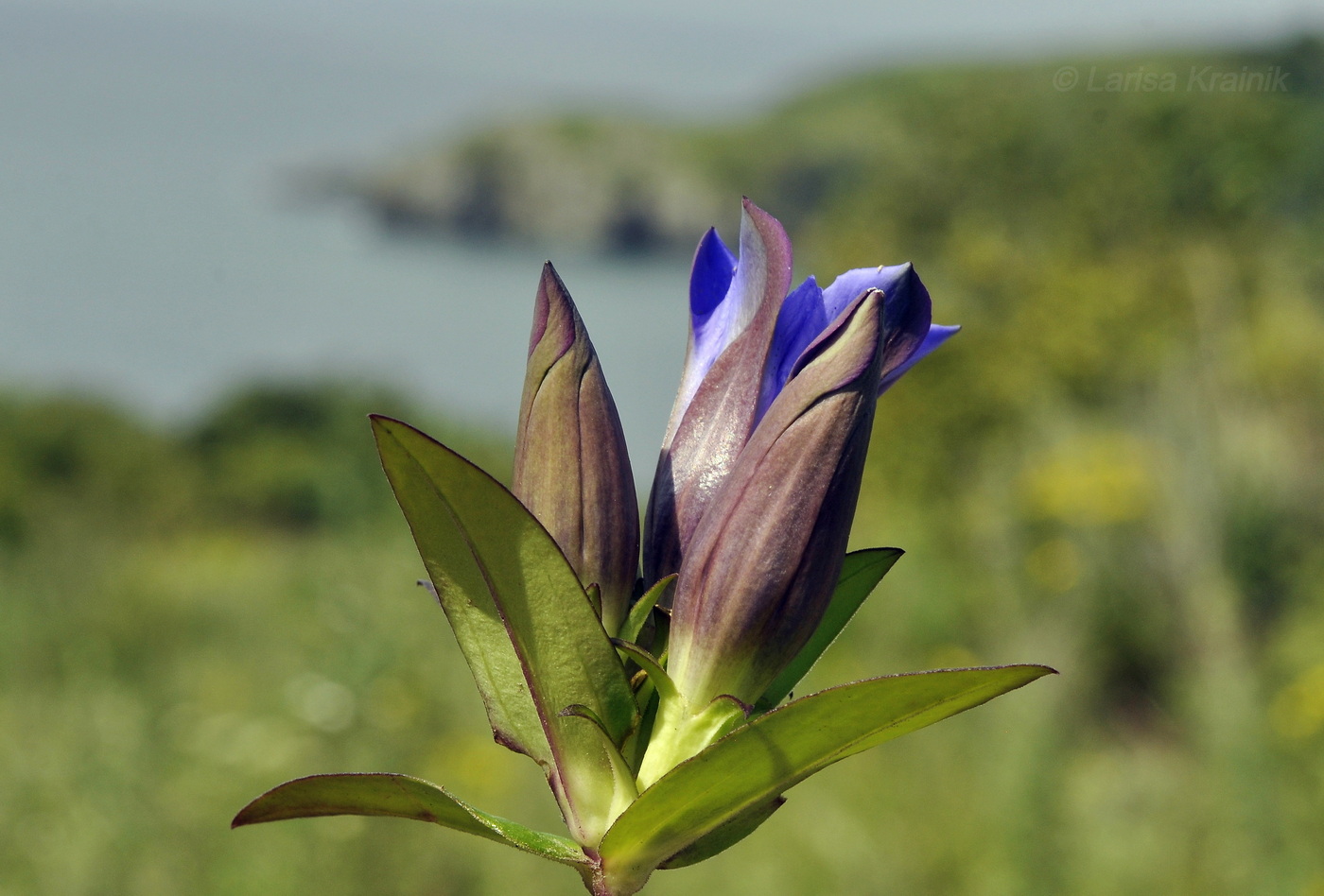 Изображение особи Gentiana scabra.