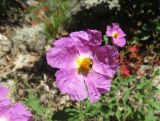 Cistus tauricus