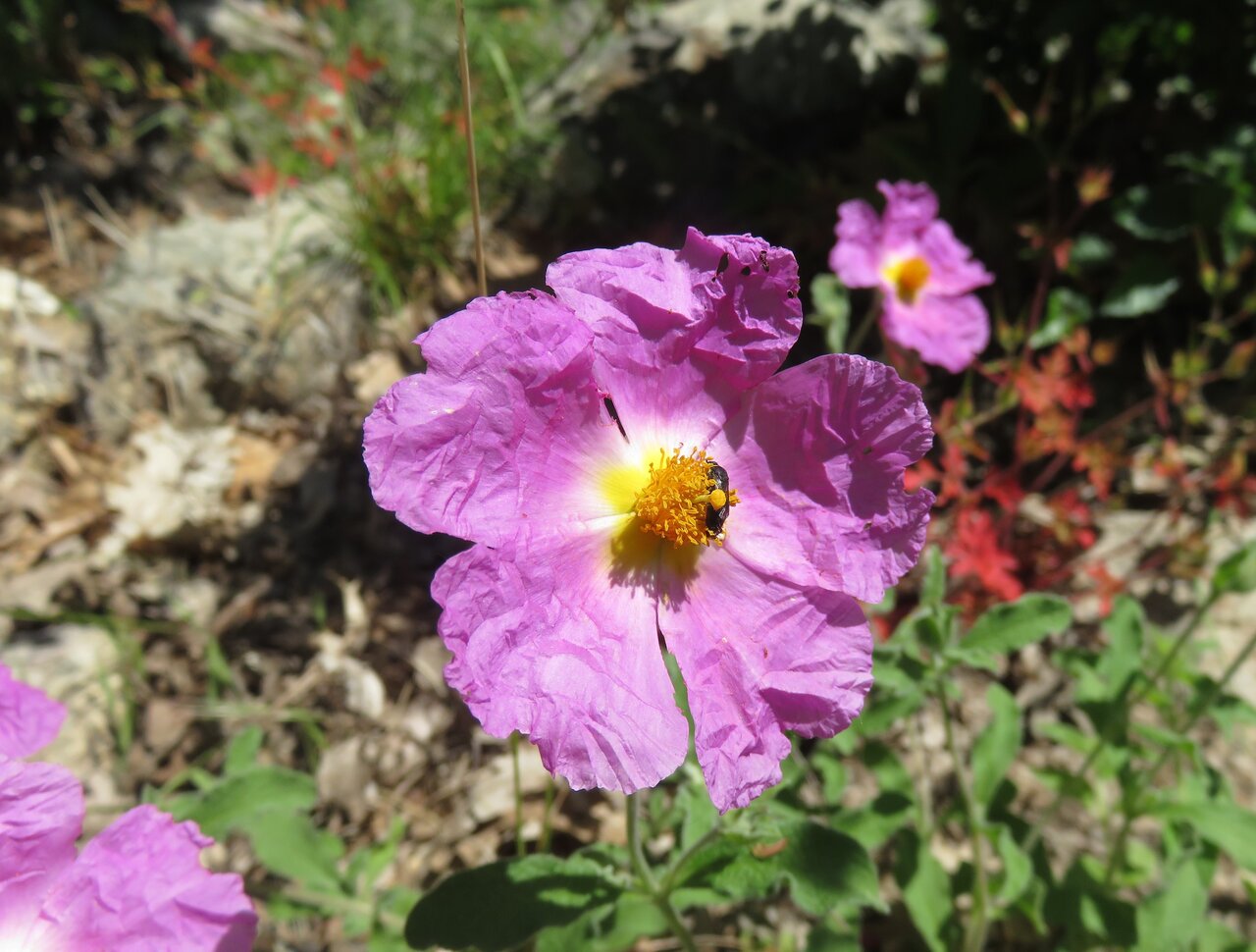 Изображение особи Cistus tauricus.