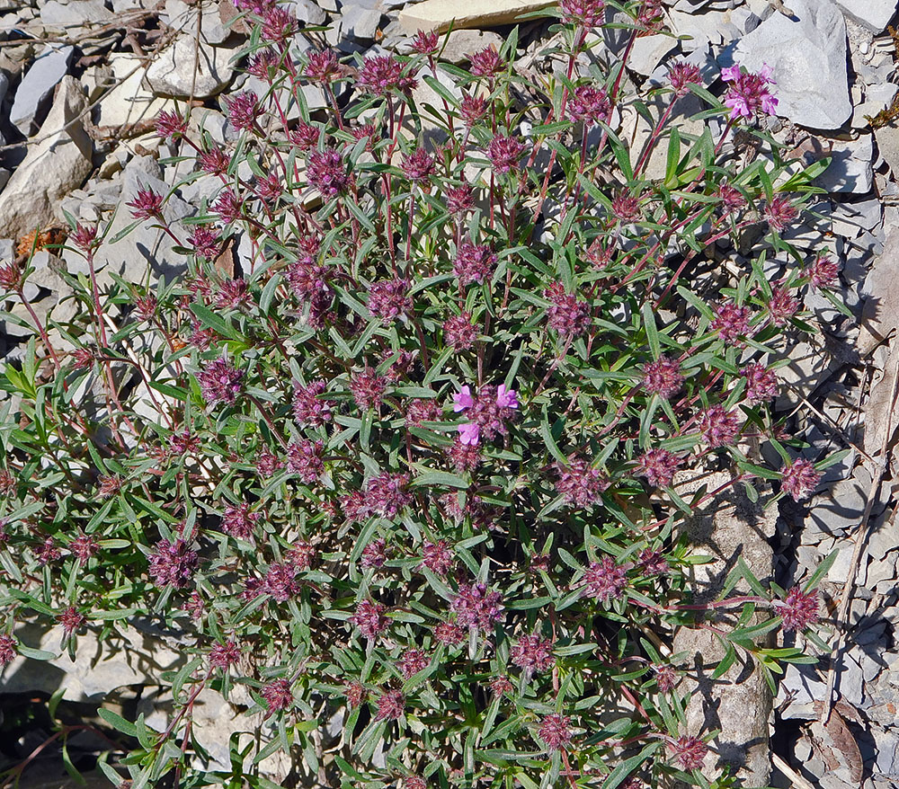 Image of Thymus elenevskyi specimen.