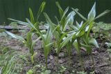 род Allium