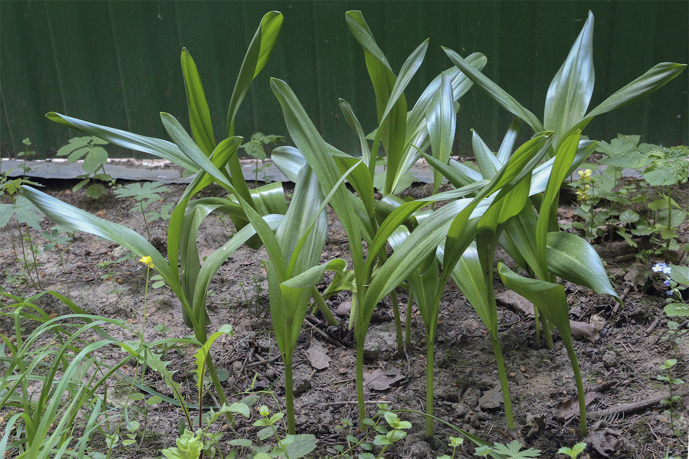 Image of genus Allium specimen.