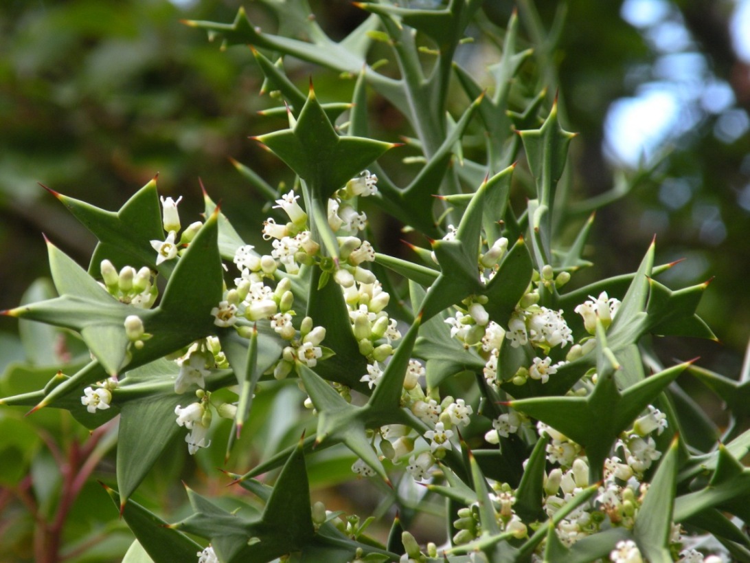 Изображение особи Colletia paradoxa.