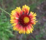 род Gaillardia