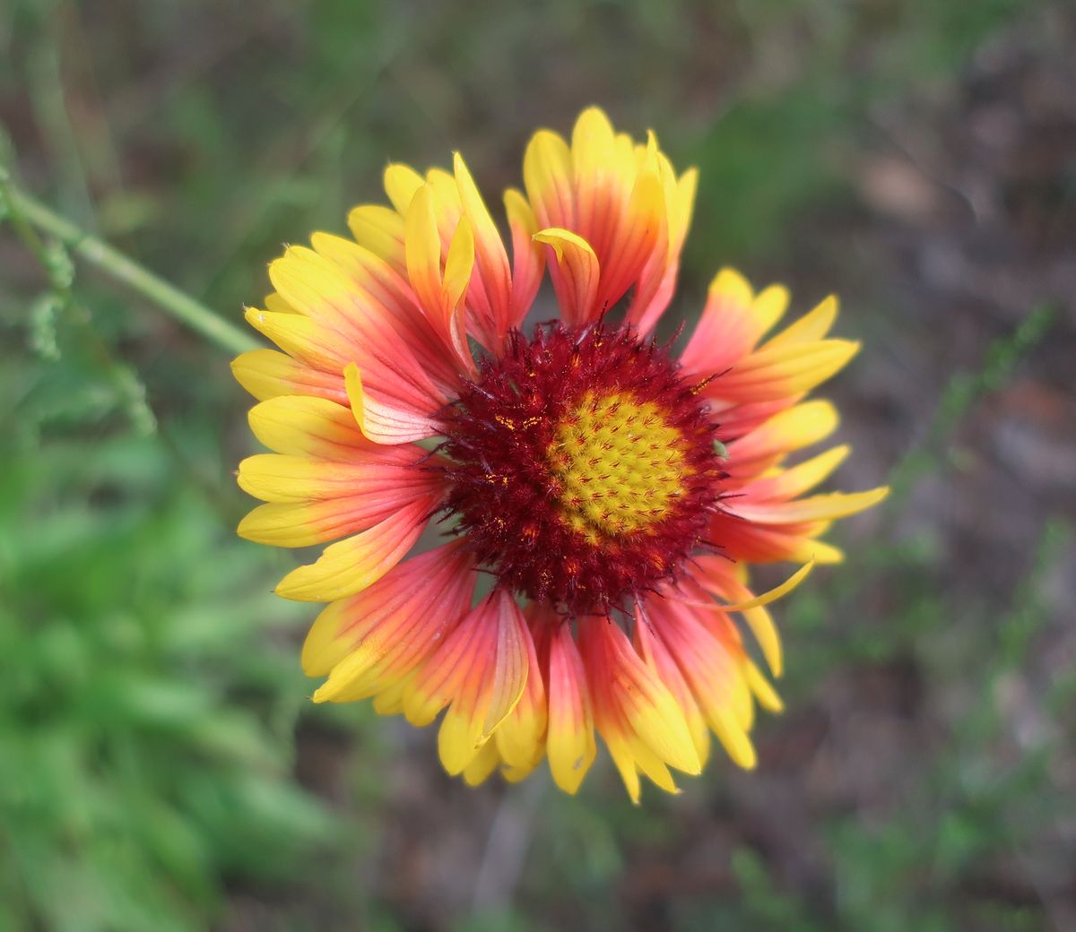 Image of genus Gaillardia specimen.