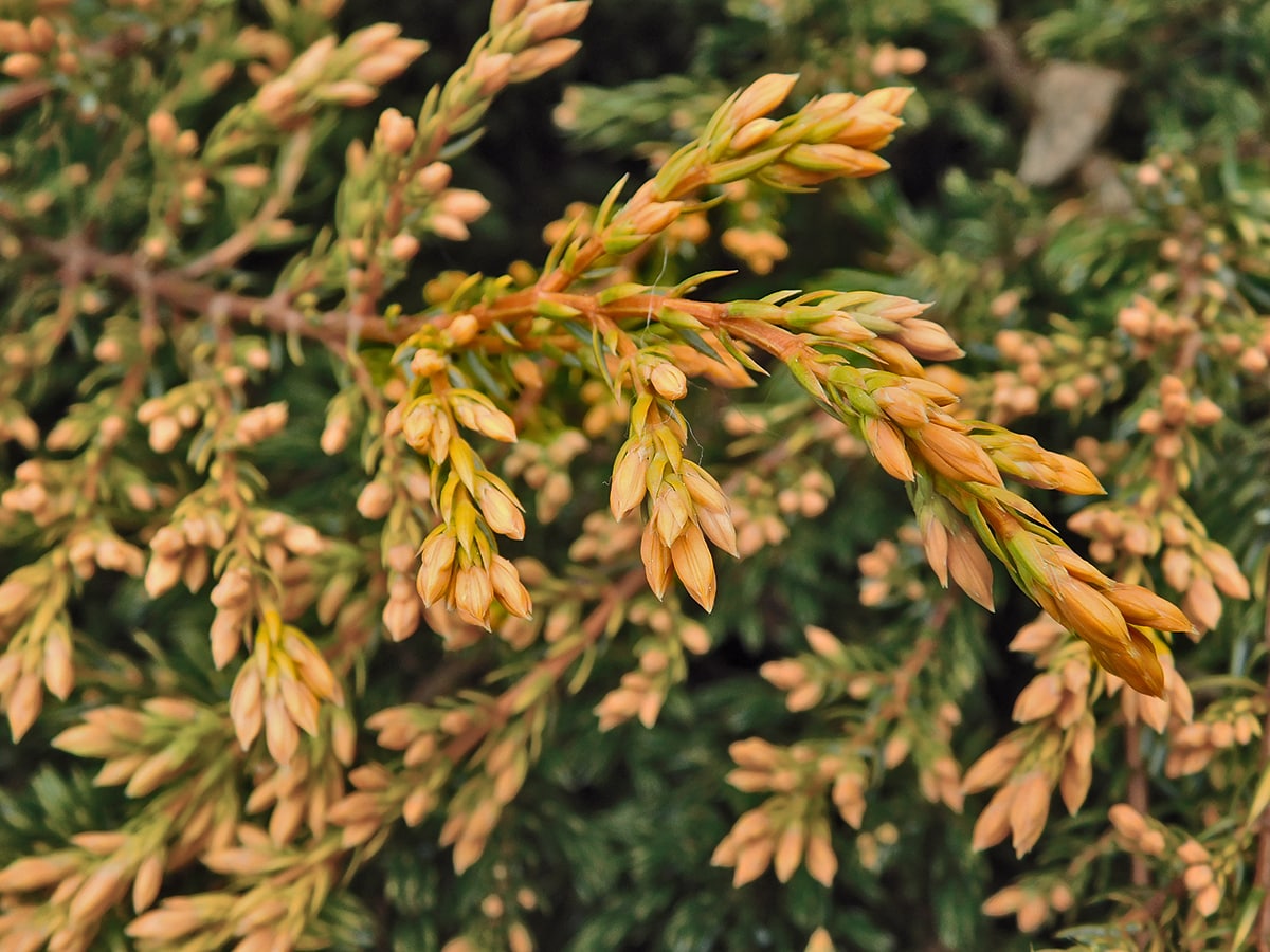 Image of Juniperus horizontalis specimen.
