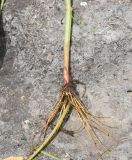 Rumex acetosa. Корневая система и основание побега. Республика Ингушетия, Джейрахский р-н, окр. альплагеря \"Кязи\", выс. 1960 м н.у.м, луг, пространство между двумя глыбами. 23 июля 2022 г.