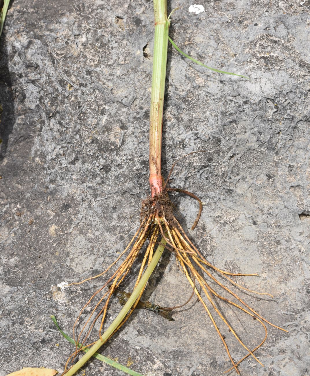 Image of Rumex acetosa specimen.