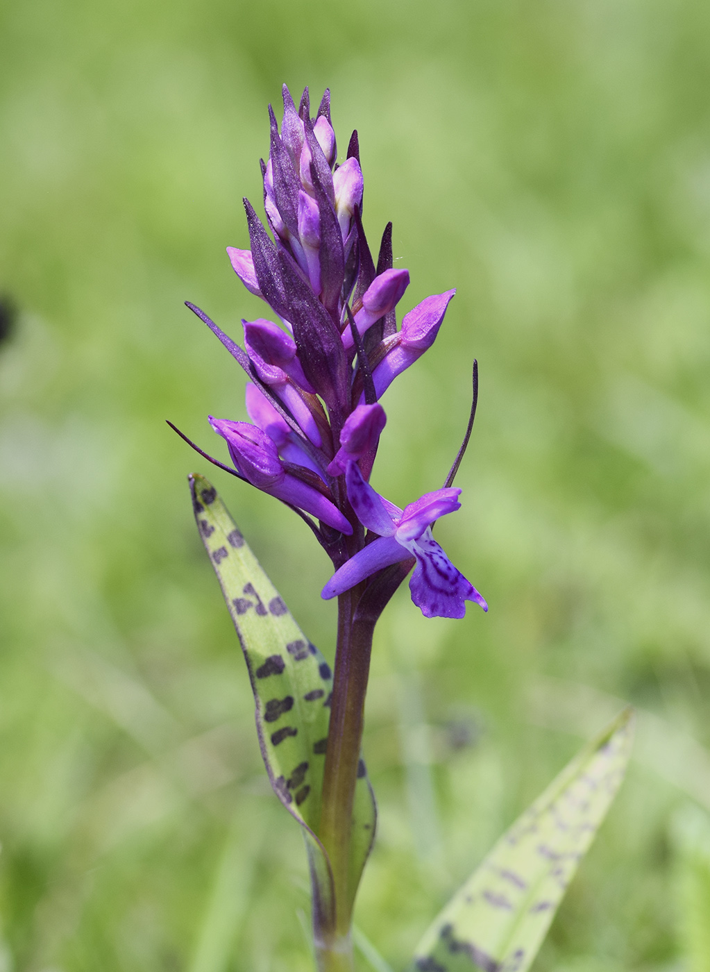 Image of Dactylorhiza majalis specimen.