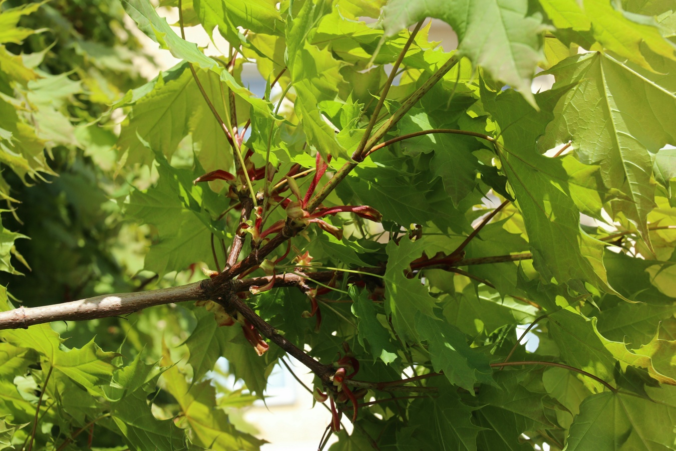 Image of Acer platanoides specimen.