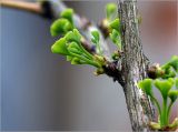 Ginkgo biloba