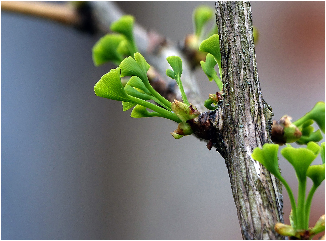 Image of Ginkgo biloba specimen.