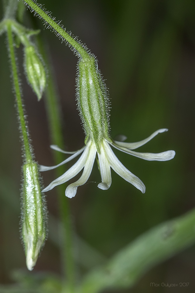 Image of Silene nutans specimen.