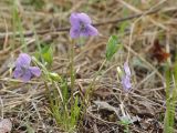 Viola brachysepala
