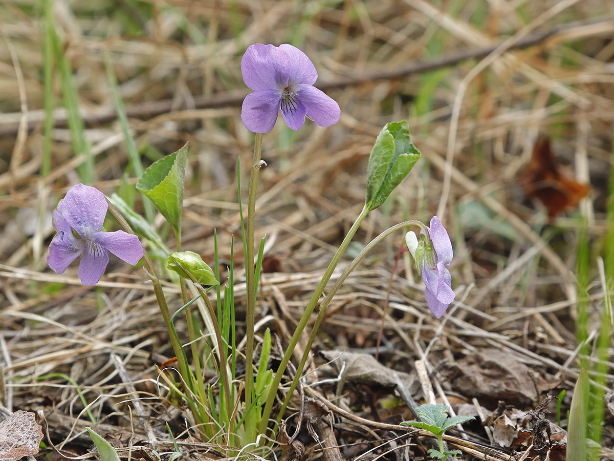 Изображение особи Viola brachysepala.