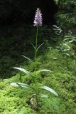 Dactylorhiza maculata