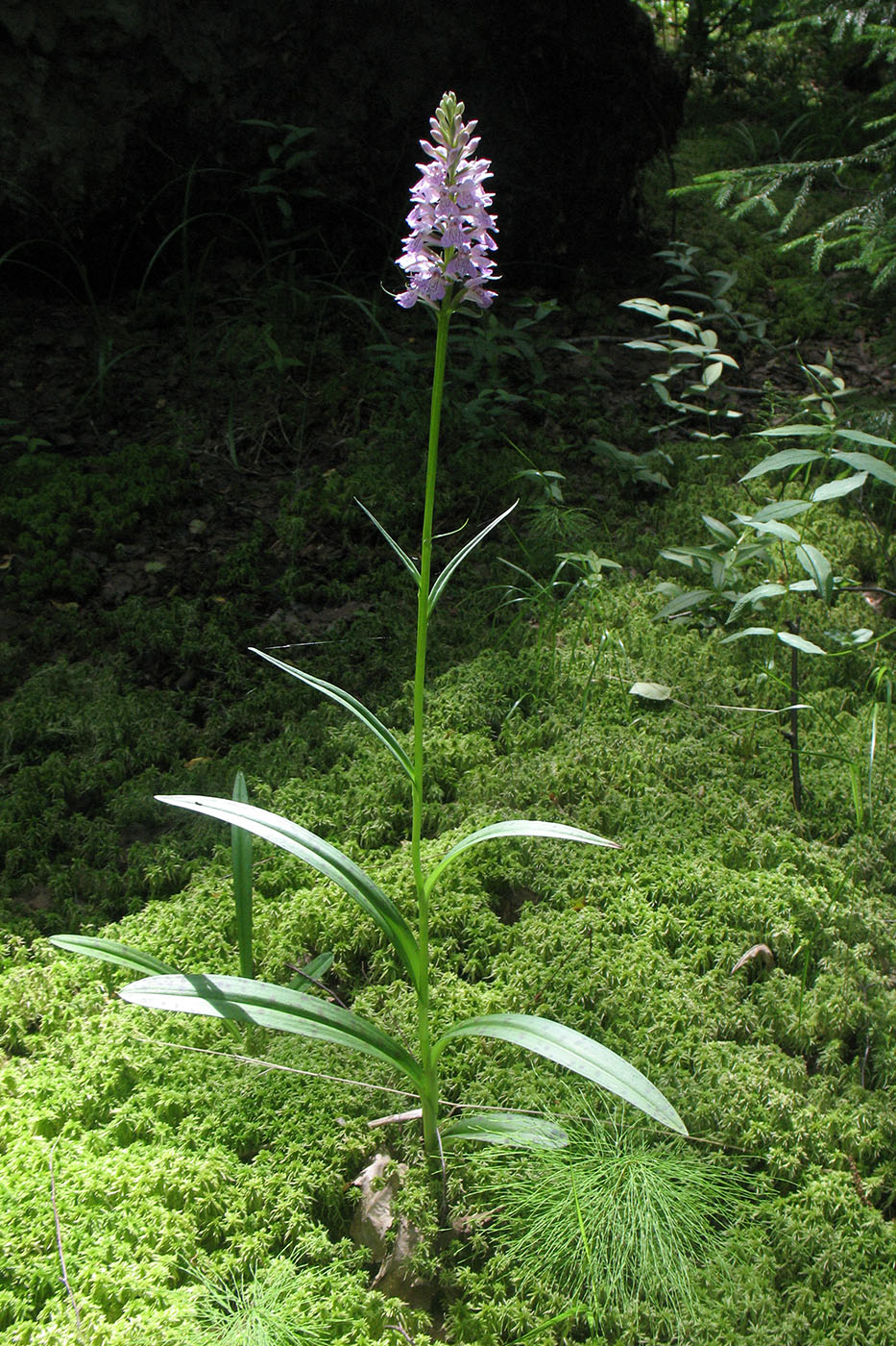 Image of Dactylorhiza maculata specimen.