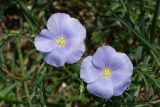 Linum austriacum