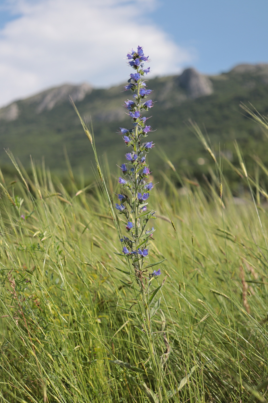 Image of Echium vulgare specimen.