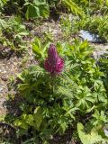 Pedicularis panjutinii