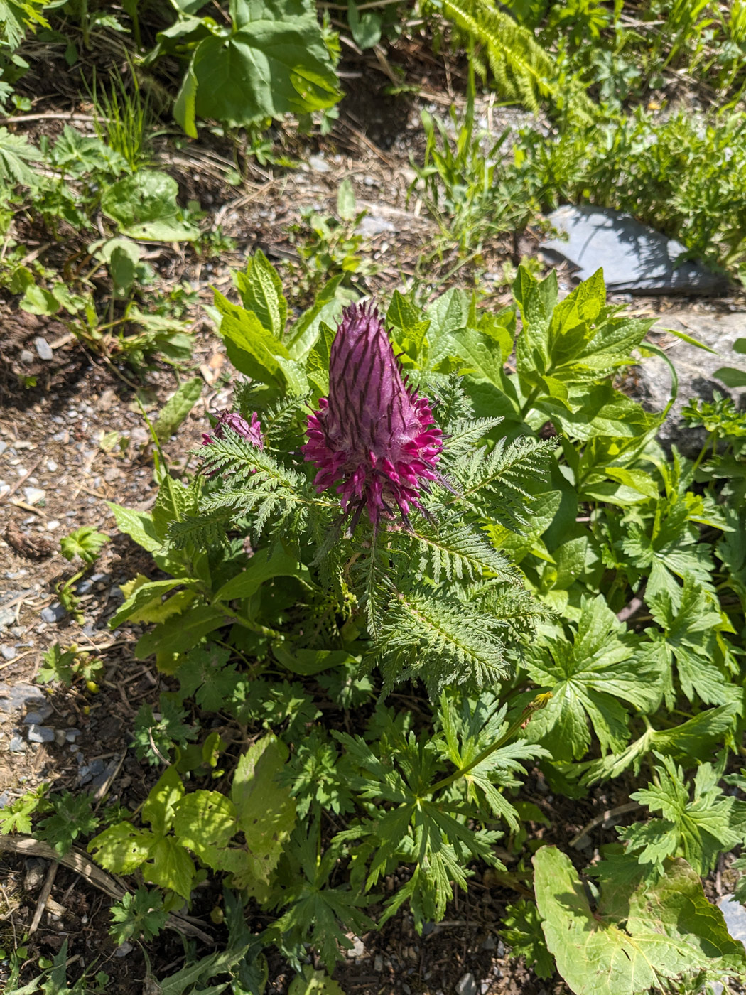 Изображение особи Pedicularis panjutinii.