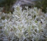 Cerastium tomentosum