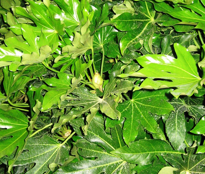 Изображение особи Fatsia japonica.