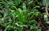 Phyllitis scolopendrium