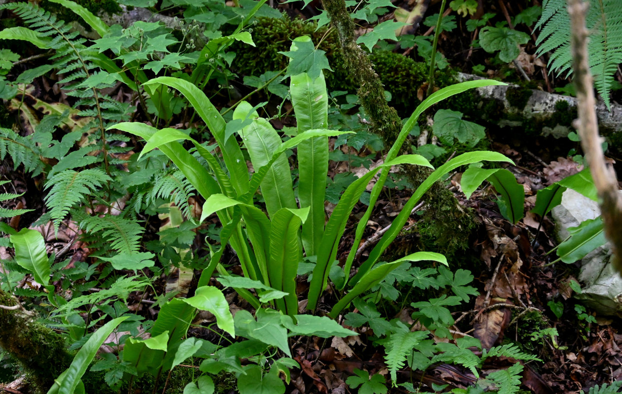 Image of Phyllitis scolopendrium specimen.