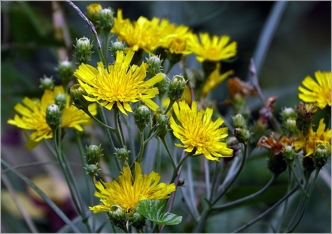 Изображение особи Hieracium umbellatum.