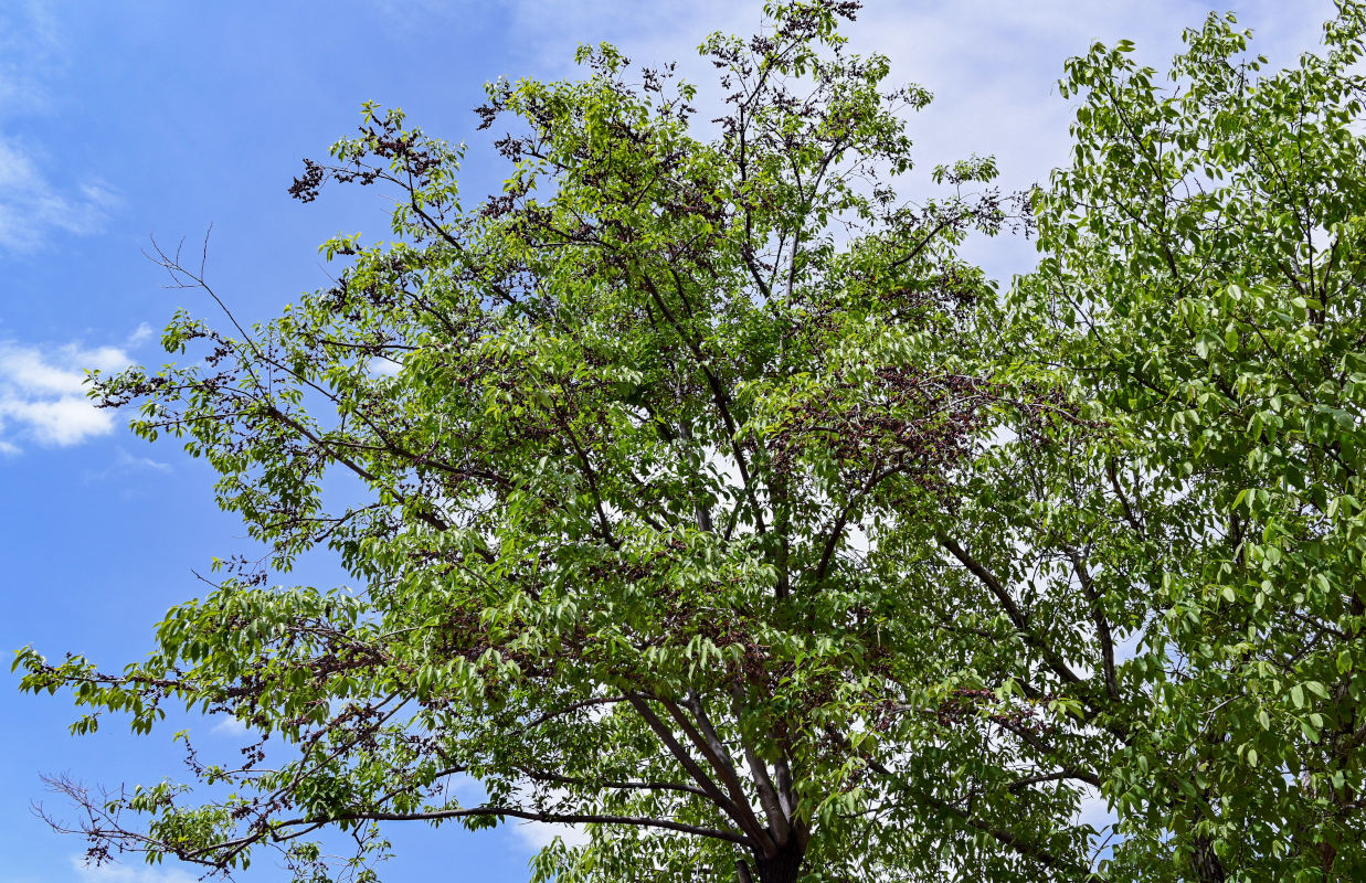 Image of Diospyros lotus specimen.