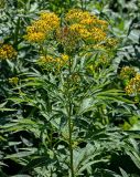 Senecio cannabifolius