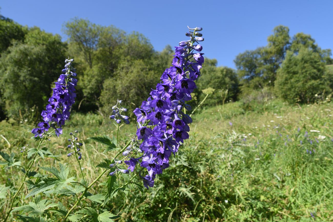Image of genus Delphinium specimen.